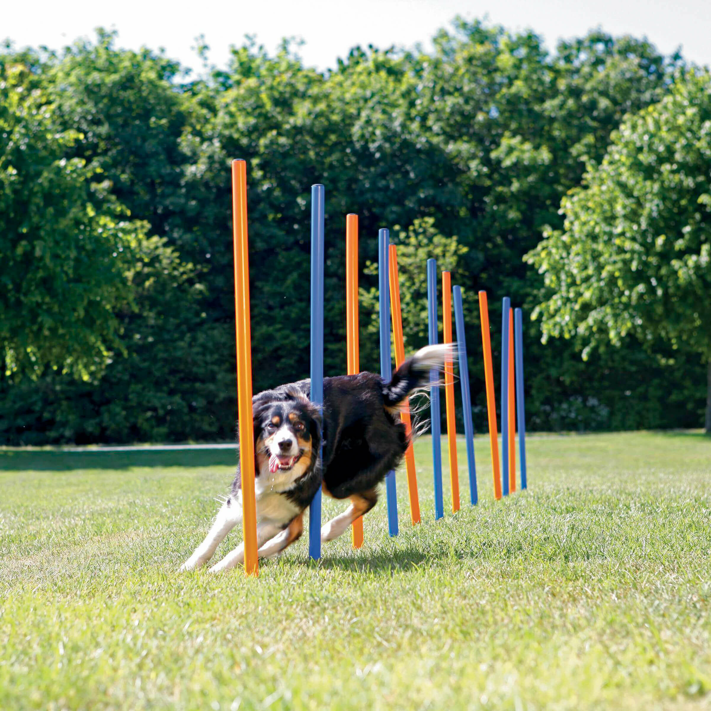 Dog Activity Slalom Agility, plastique, 115 × ø 3 cm, 12 Pcs, bleu/orange